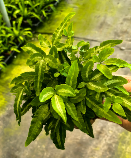 Птерис критский альболинеата 9 20 9 17