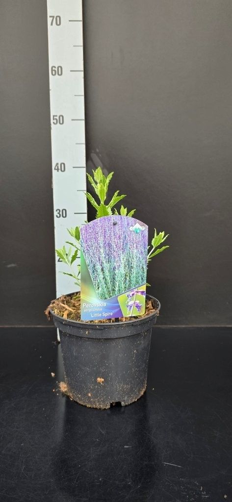 Perovskia atriplicifolia 'Little Spire', D 19