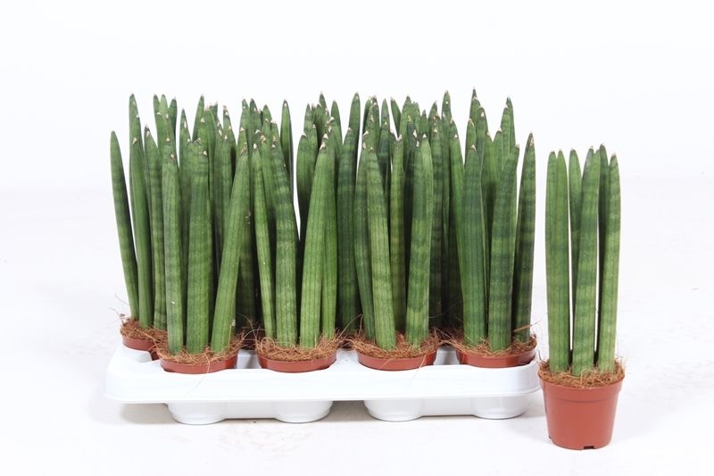 Sansevieria Straight, D 8