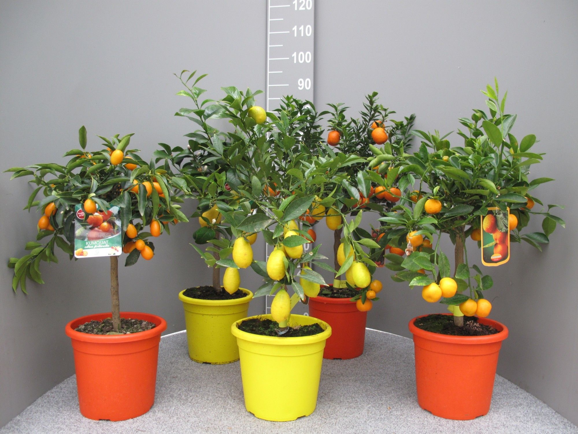 Citrus mix P20, D 20