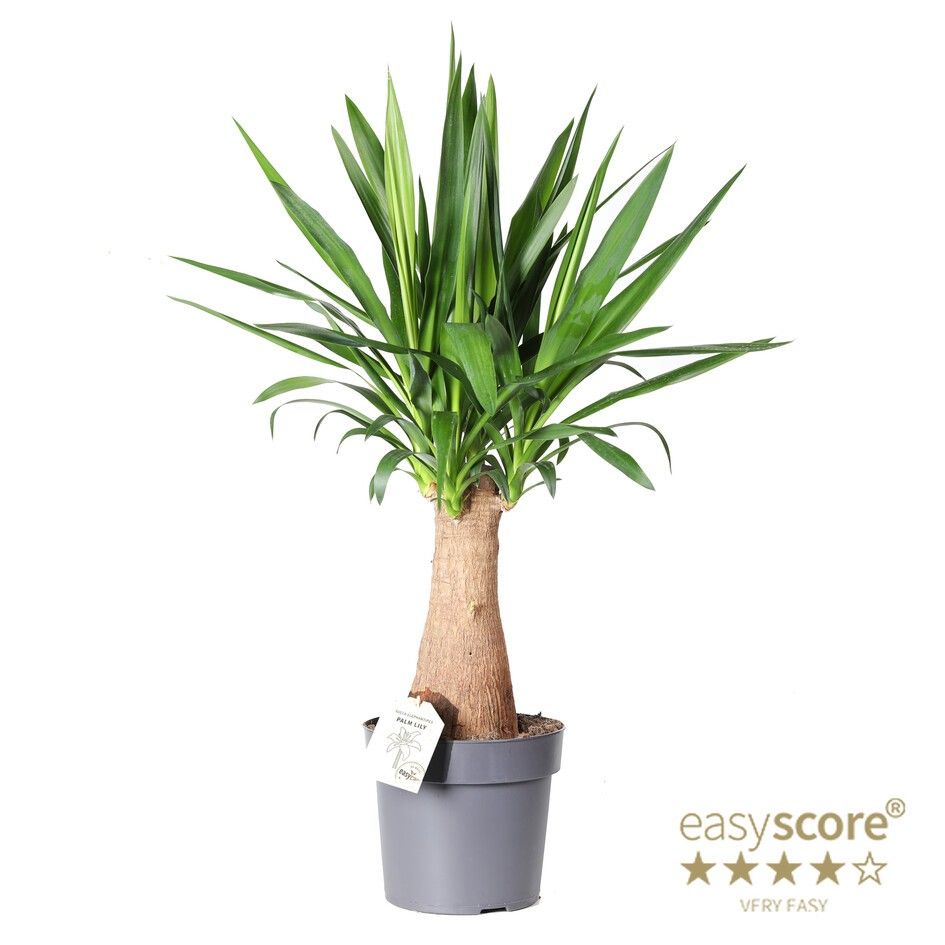 YUCCA ELEPHANTIPES, D 24