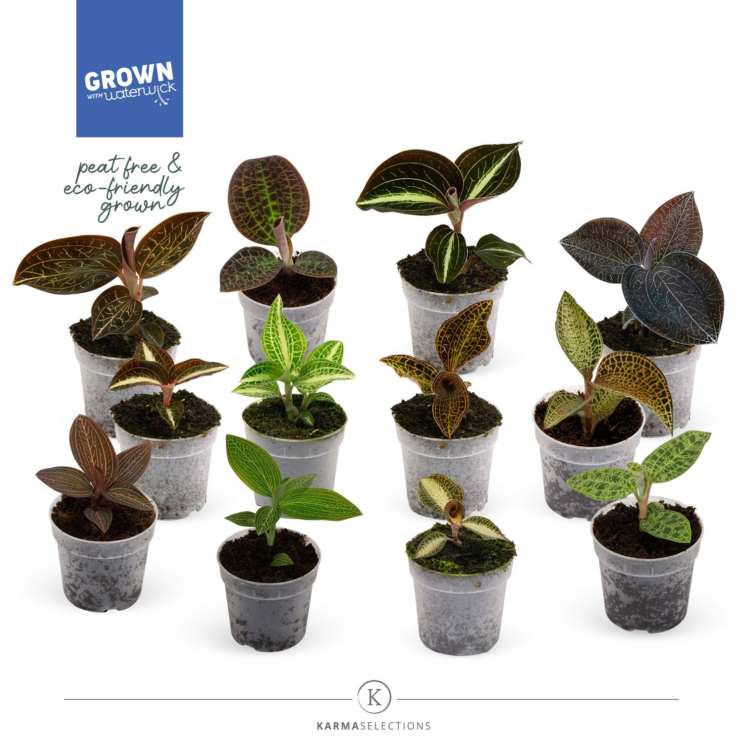 Mimesis Jewel Orchid KARMA Mix - 7cm, D 7 cm