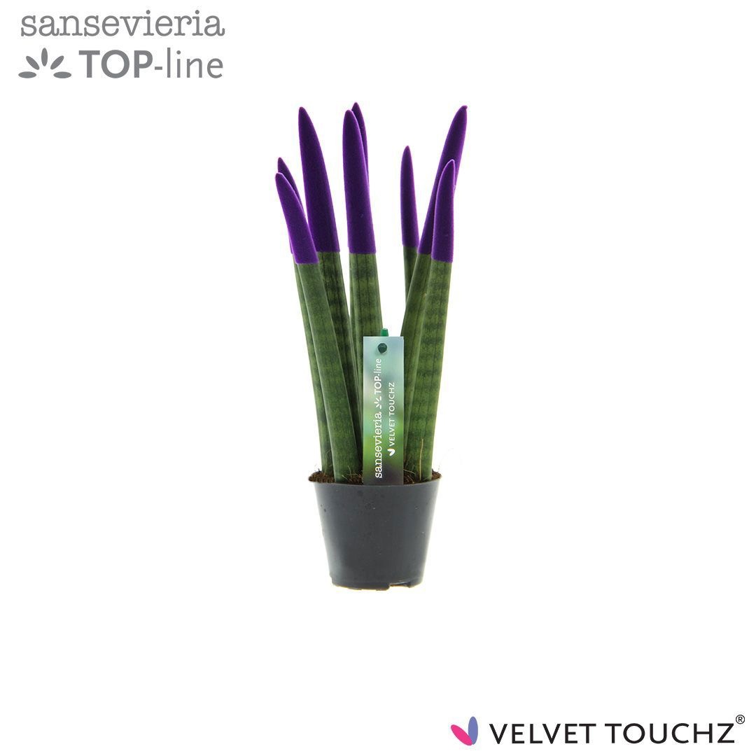 Sansevieria VELVET TOUCHZ® Paars, D 8,5