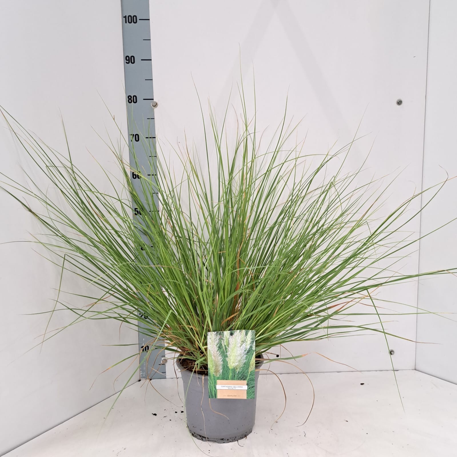 Cortaderia selloana 'Evita', D 21 cm