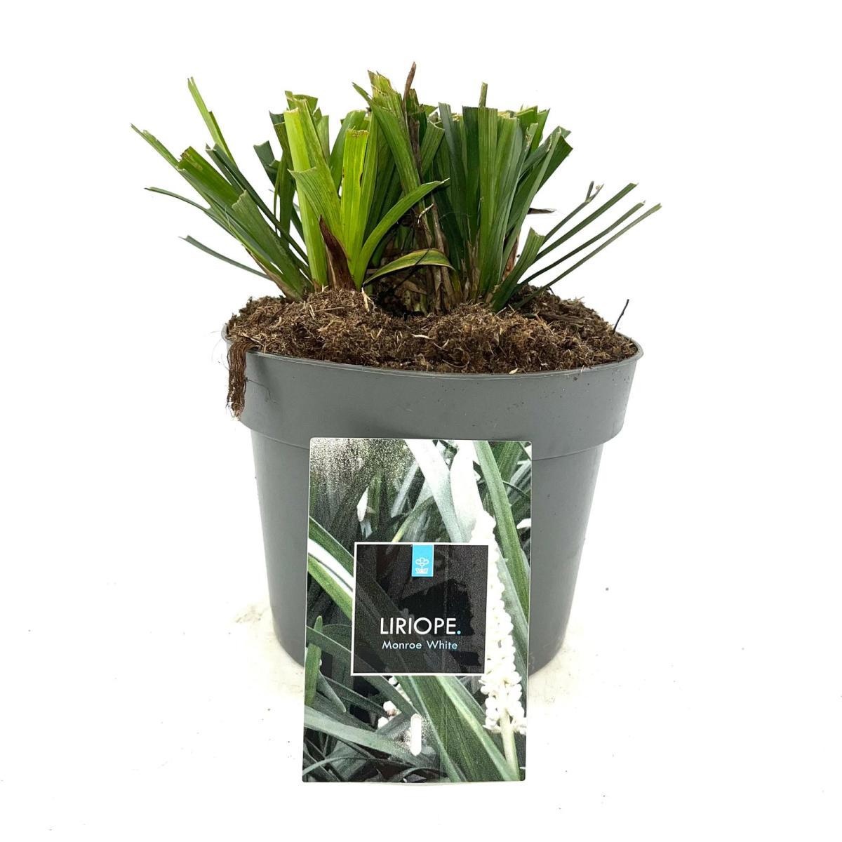 Liriope muscari 'Monroe White', D 17