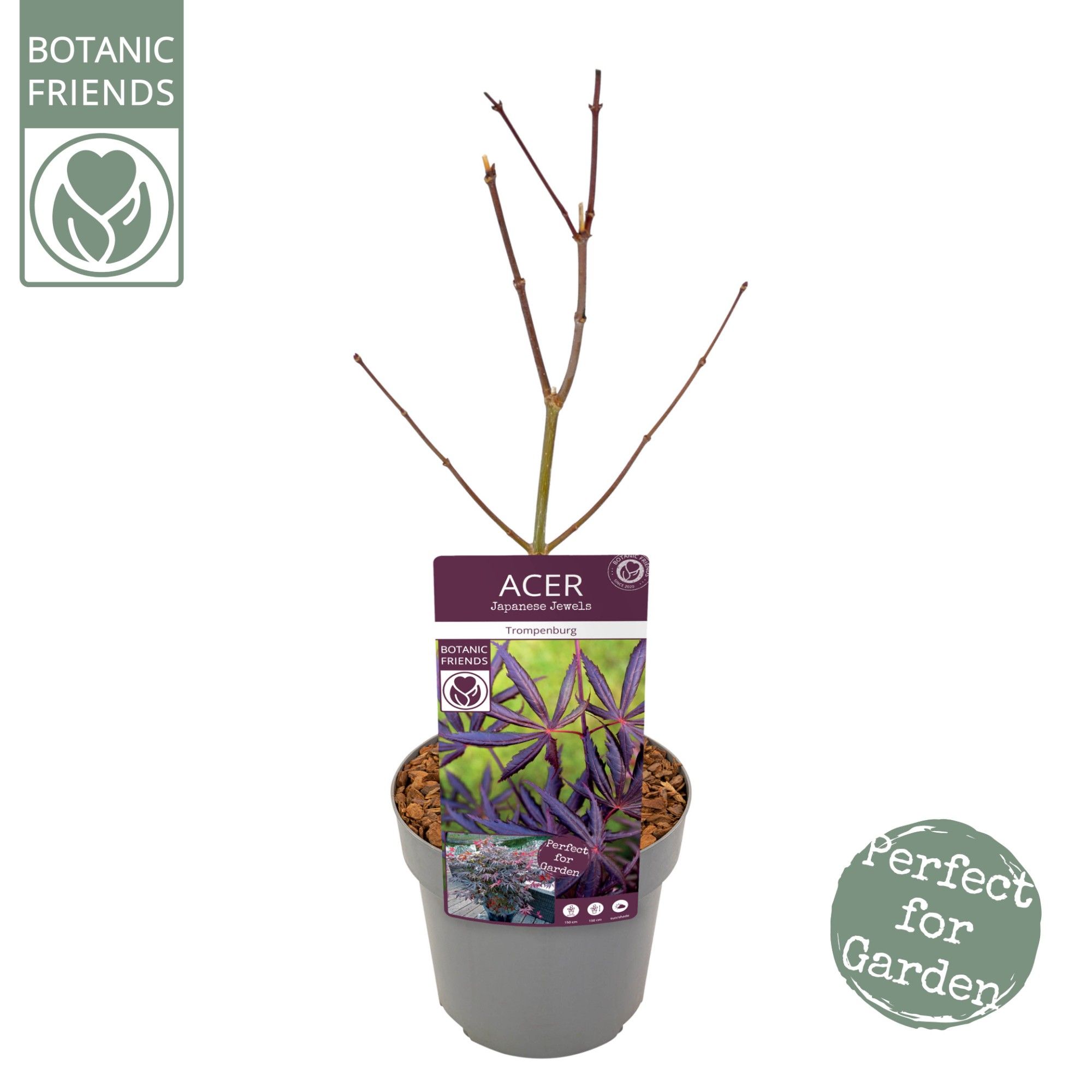 Acer palm. 'Trompenburg', D 19