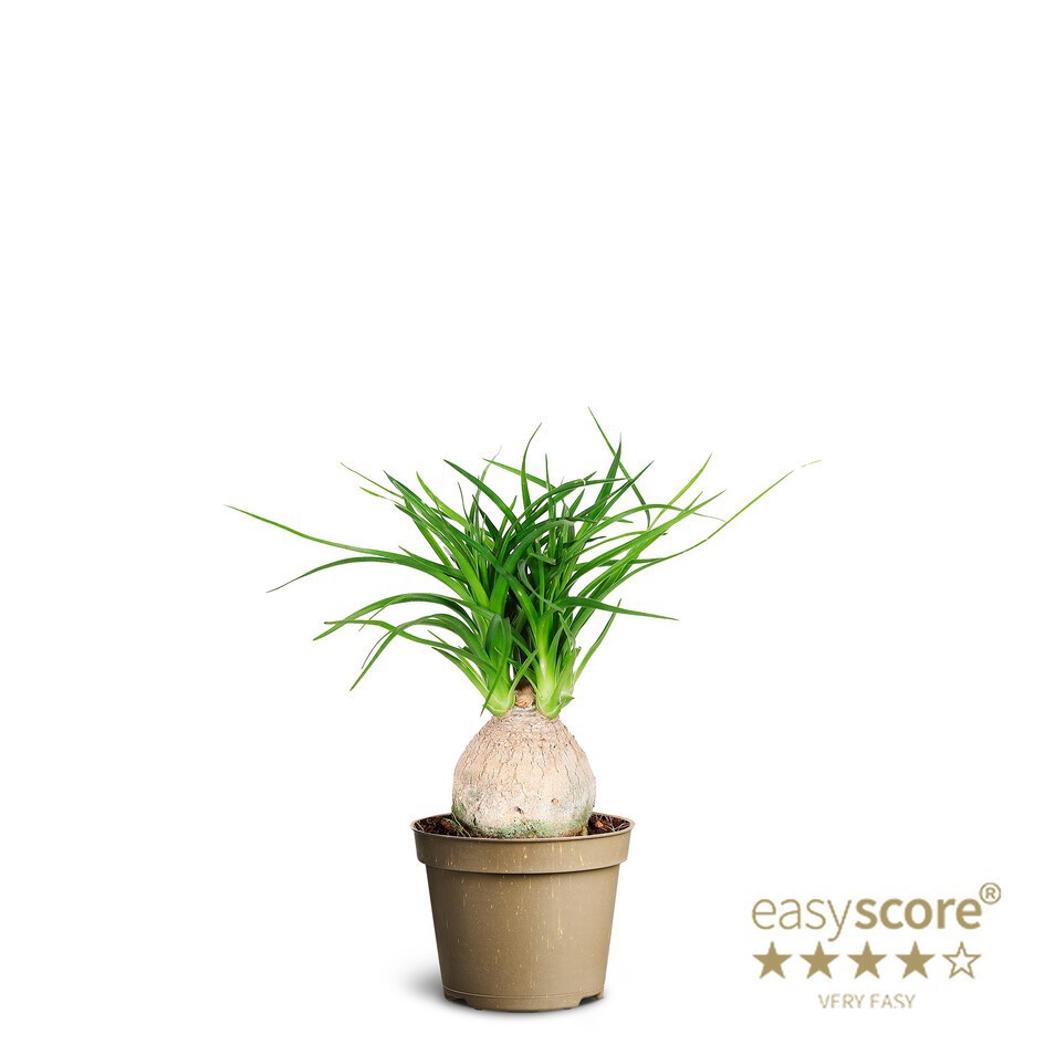 BEAUCARNEA RECURVATA, D 6 cm