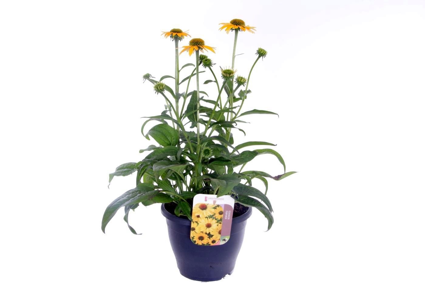 Echinacea purpurea Espinoso Yellow, D 23