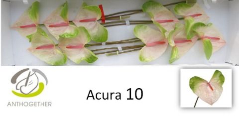 Антуриум Акура x10, шт. Антуриум Акура x10, шт.