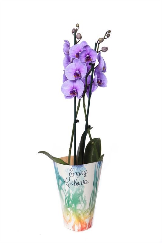Potcover p12 enjoy Phal I am Purple 2T14+, D 12