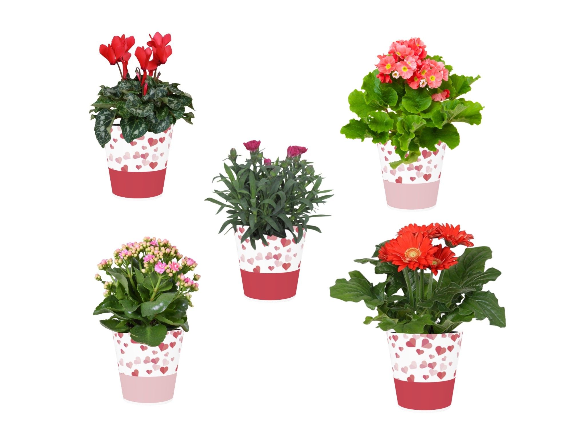 Collectie 'Party Love' Bloeimix in smartcup Candy 5 soorten, D 12