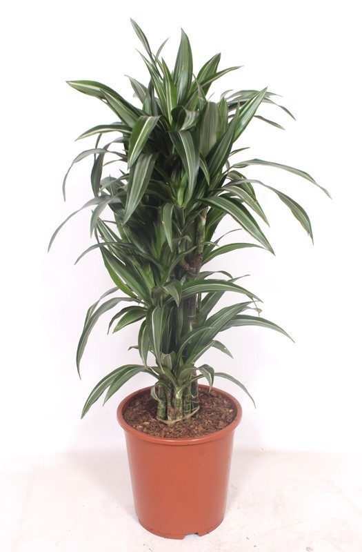 Dracaena Ulises, D 27