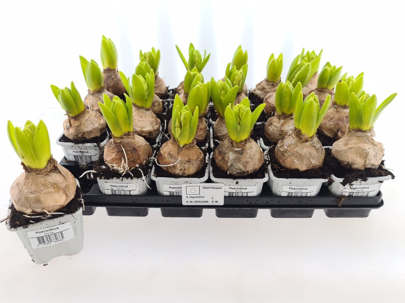 Hyacint Wit 7x7x6 cm, D 7