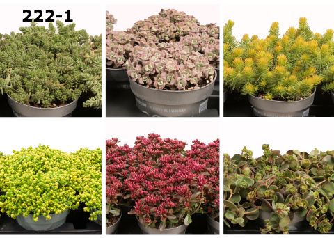 Sedum 12 cm op soort MIX KAR, D 12
