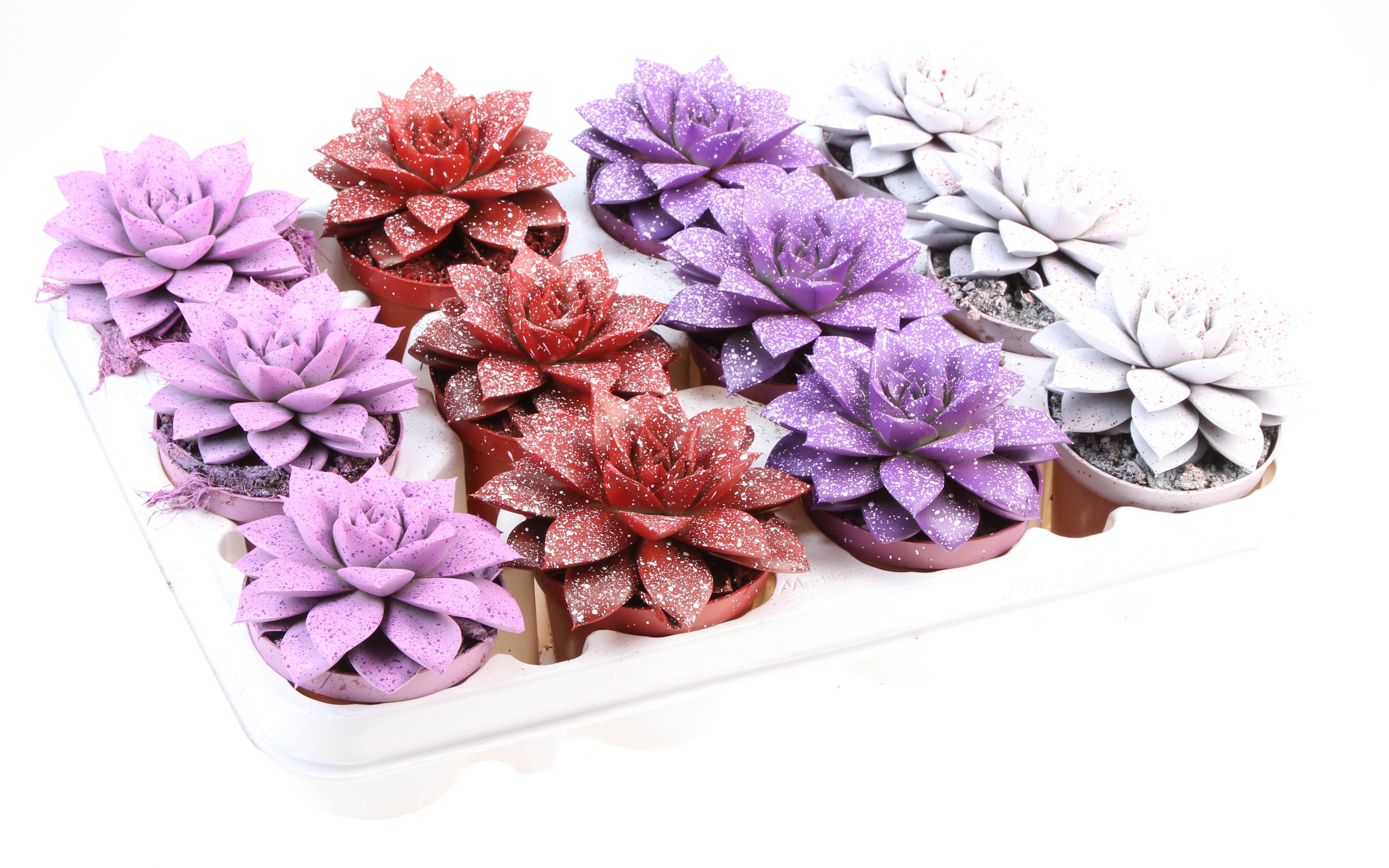 Purper sprinkle love mix, D 8,5