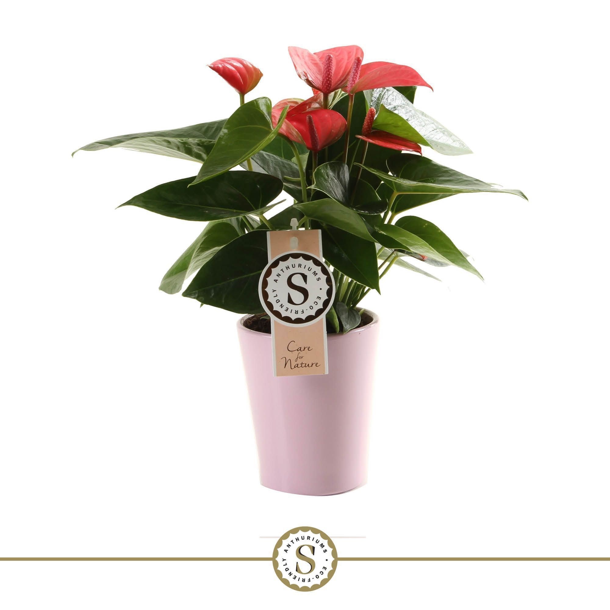 Pink Champion 9cm in Paris keramiek, D 9