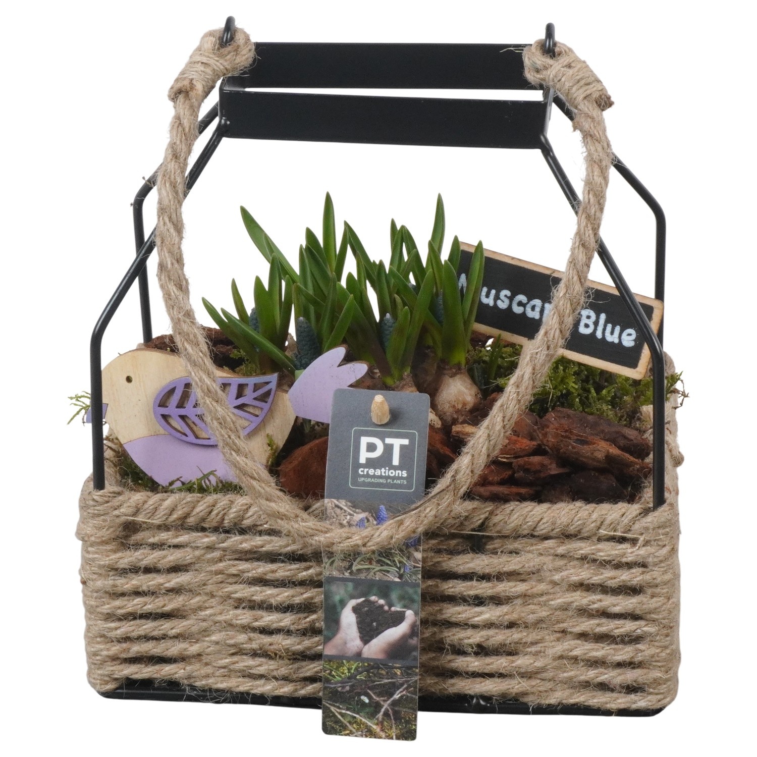 PTMB6245 Arrangement Muscari Blue in metalen mand met touw, D 18