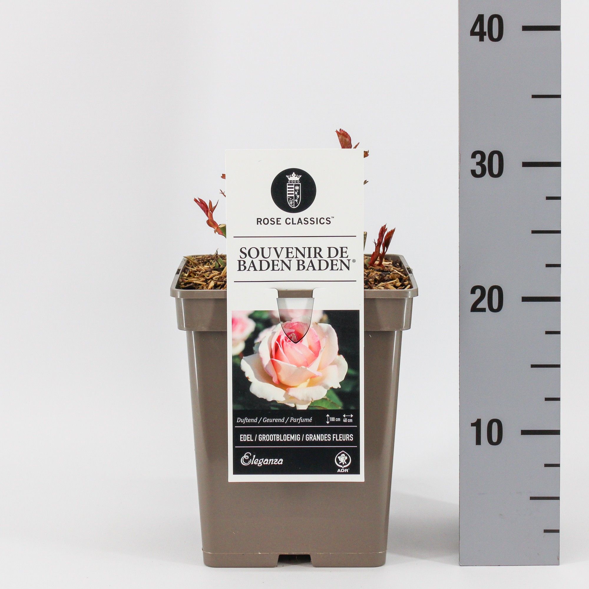 Rosa (TH) Souvenir de Baden Baden ®, C5, D 23