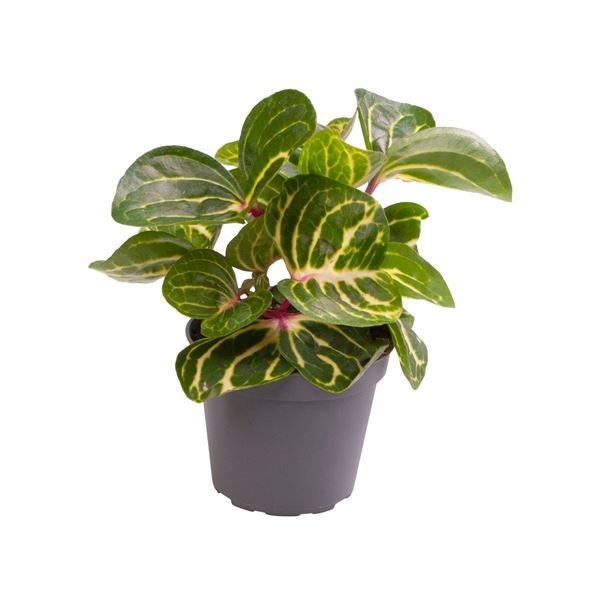 Iresine Herbstii new, D 6 cm Iresine Herbstii new, D 6 cm