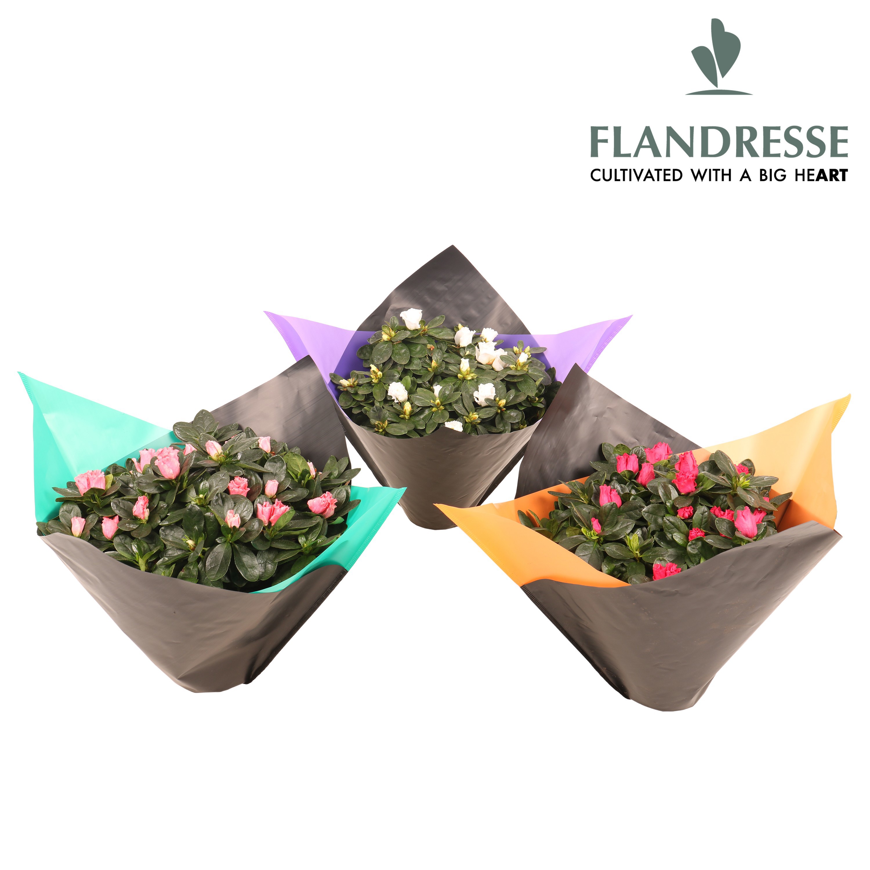 Azalea Flandresse® Flexx sleeve Large, D 14