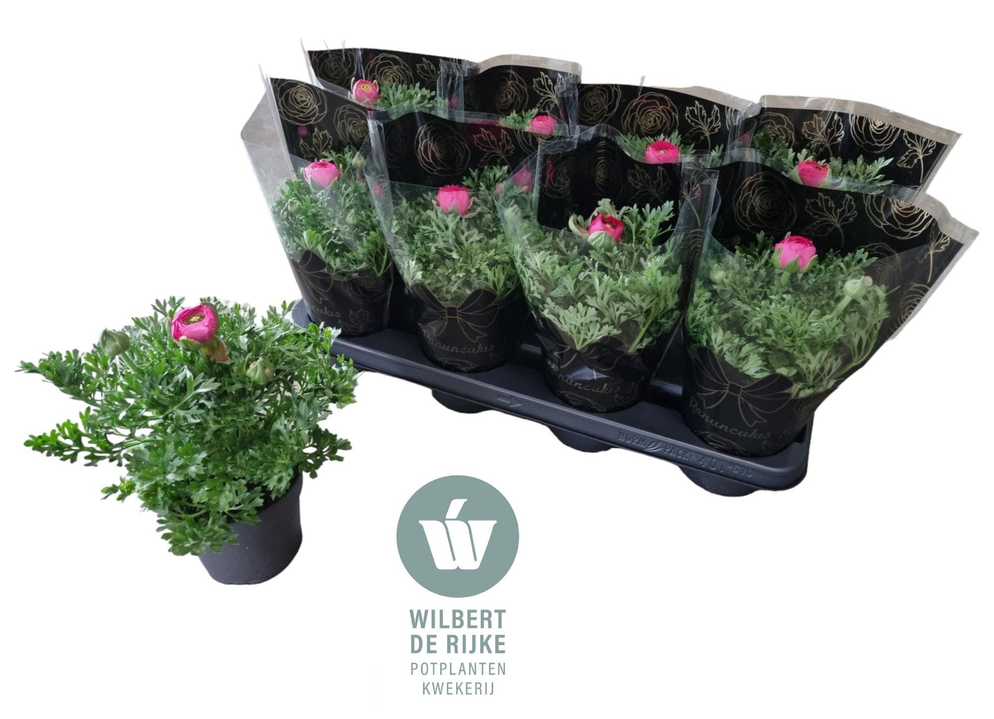 Ranunculus Roze (Ranonkel), D 12