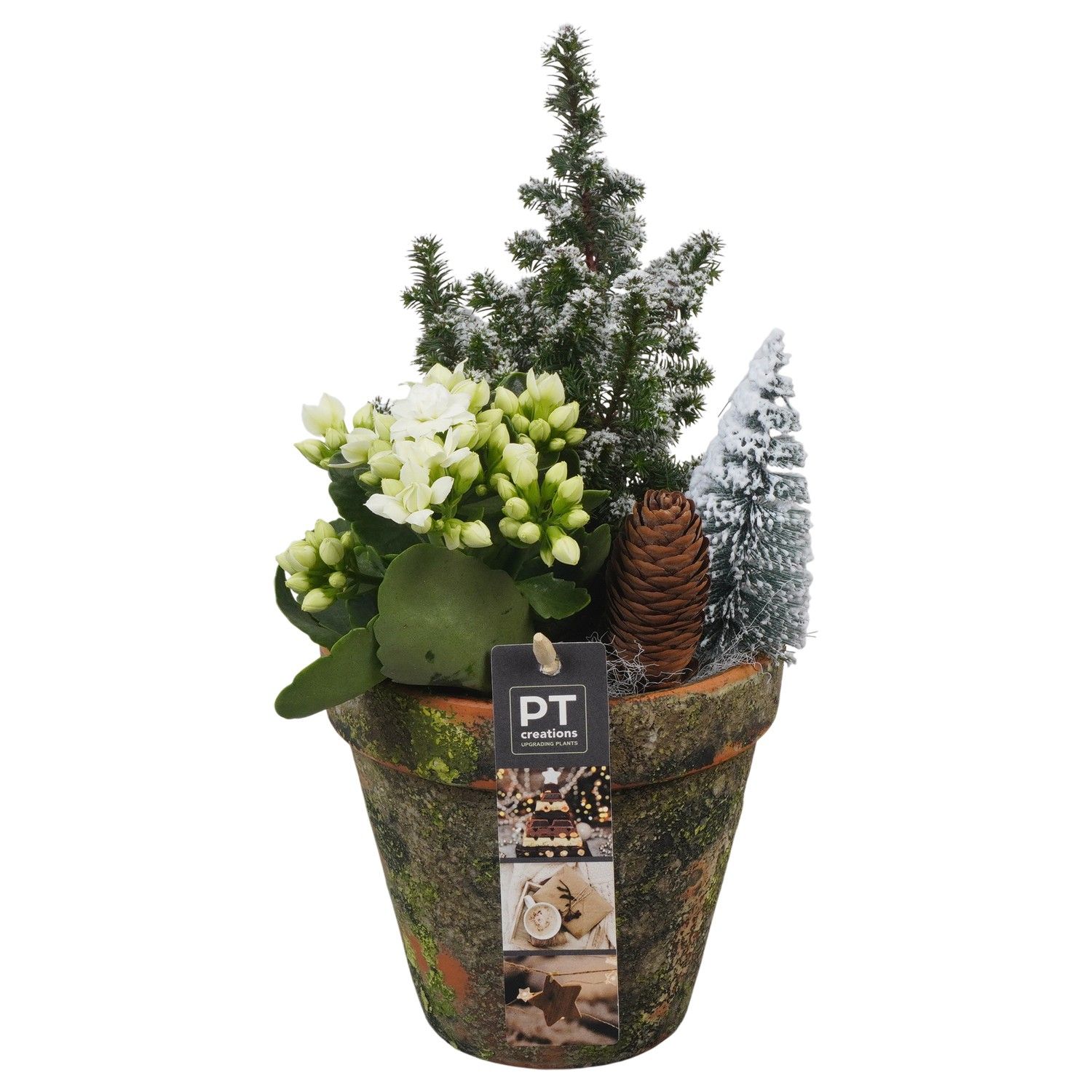 PTCHW4318 Arrangement Christmas White in terracotta pot, D 13 cm