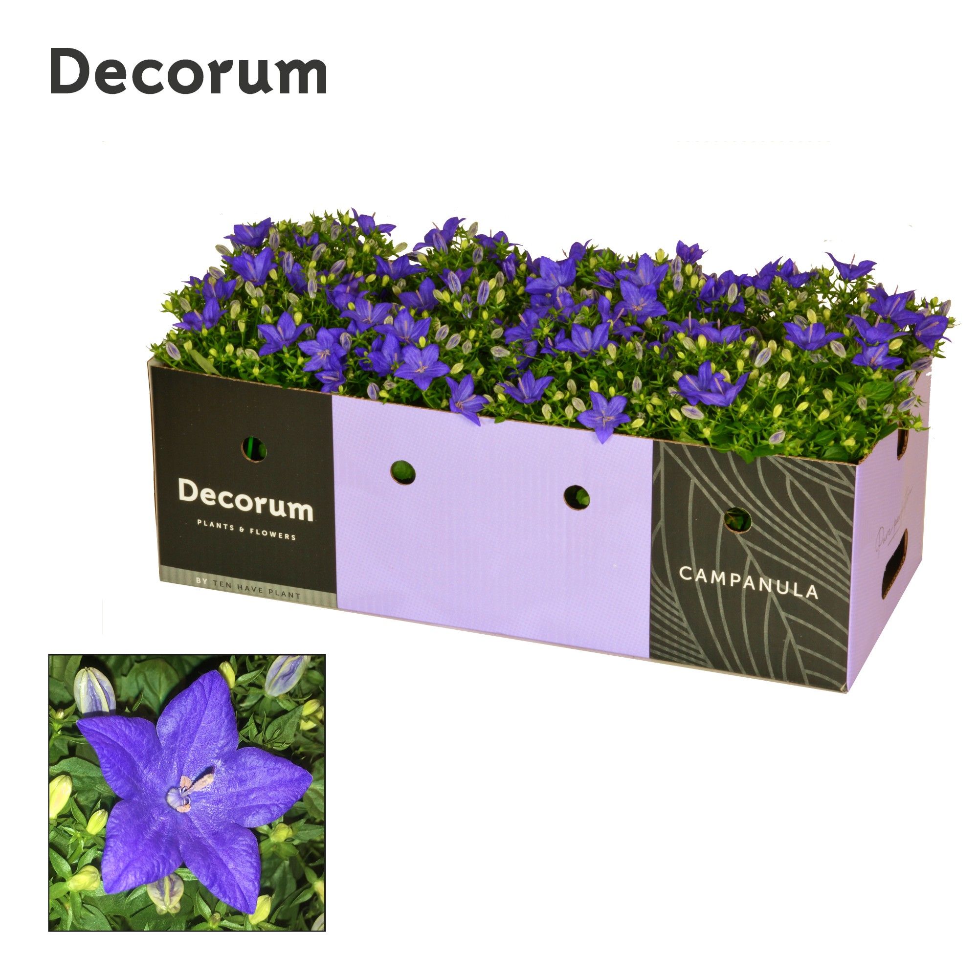 Campanula iso. Napoli Decorum Decobox, D 11