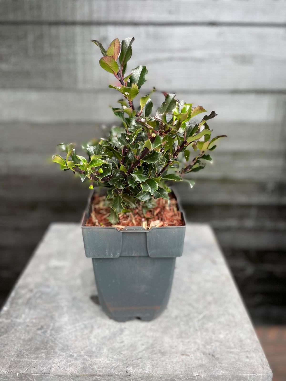 Ilex meserveae 'Blue Angel' P17, D 17