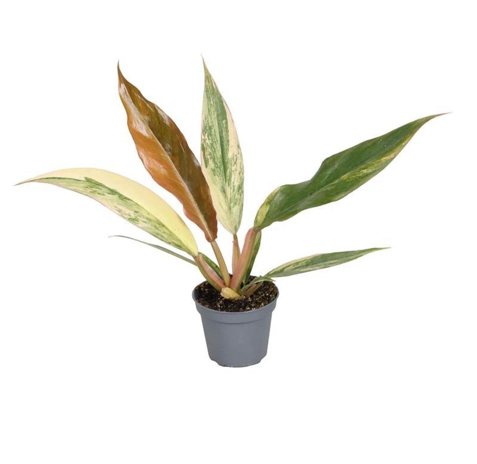 Philodendron Caramel Marble 6 cm, D 6