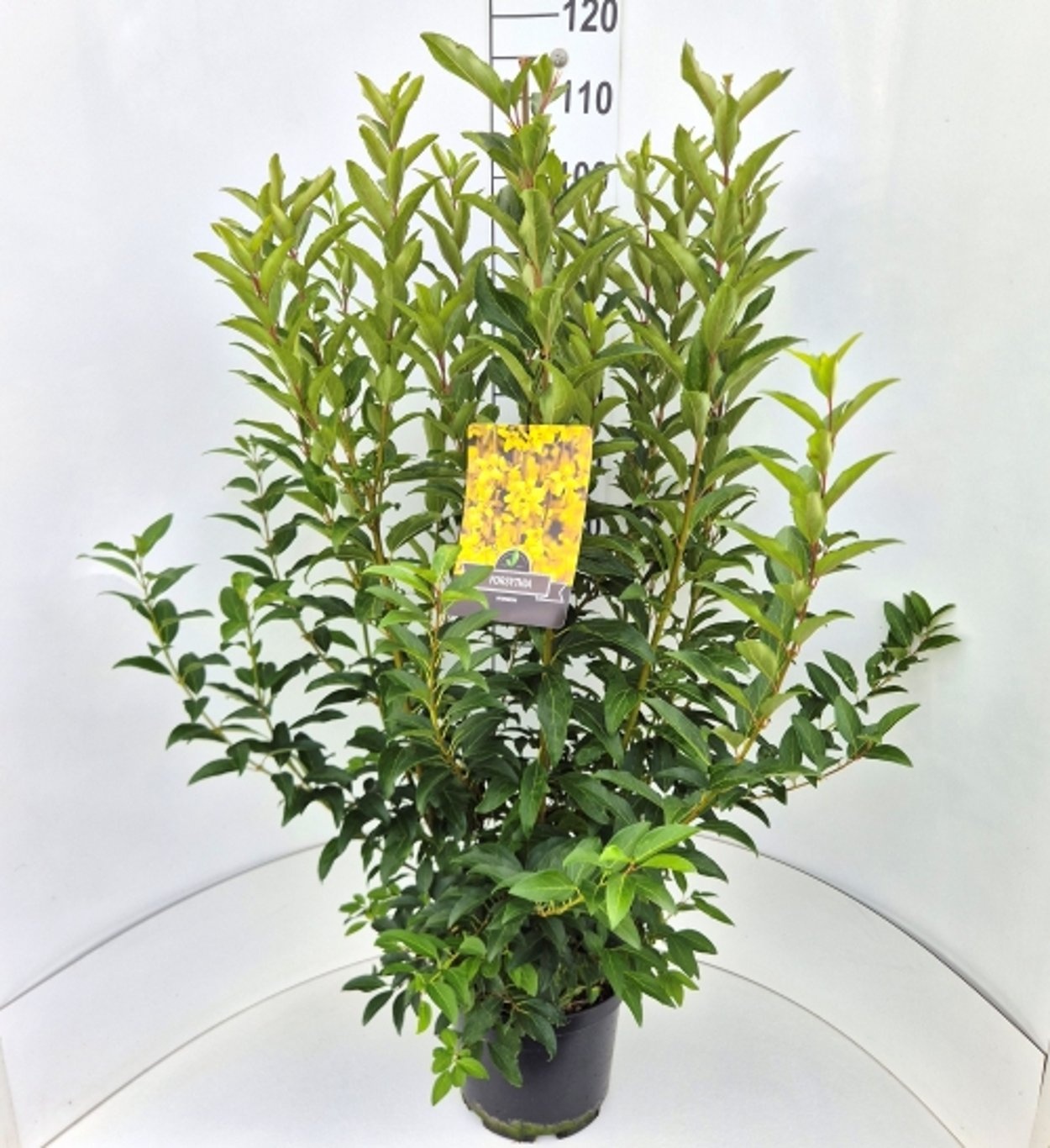 Forsythia int. 'Spectabilis', D 28