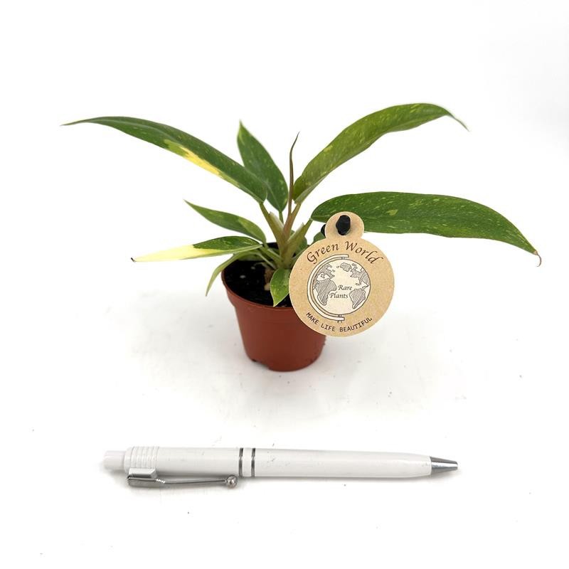 PHILODENDRON-HYBRID H1808 'Ring of Fire', D 6 cm