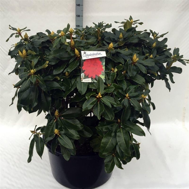Rhododendron 'Markeeta's Prize', D 80