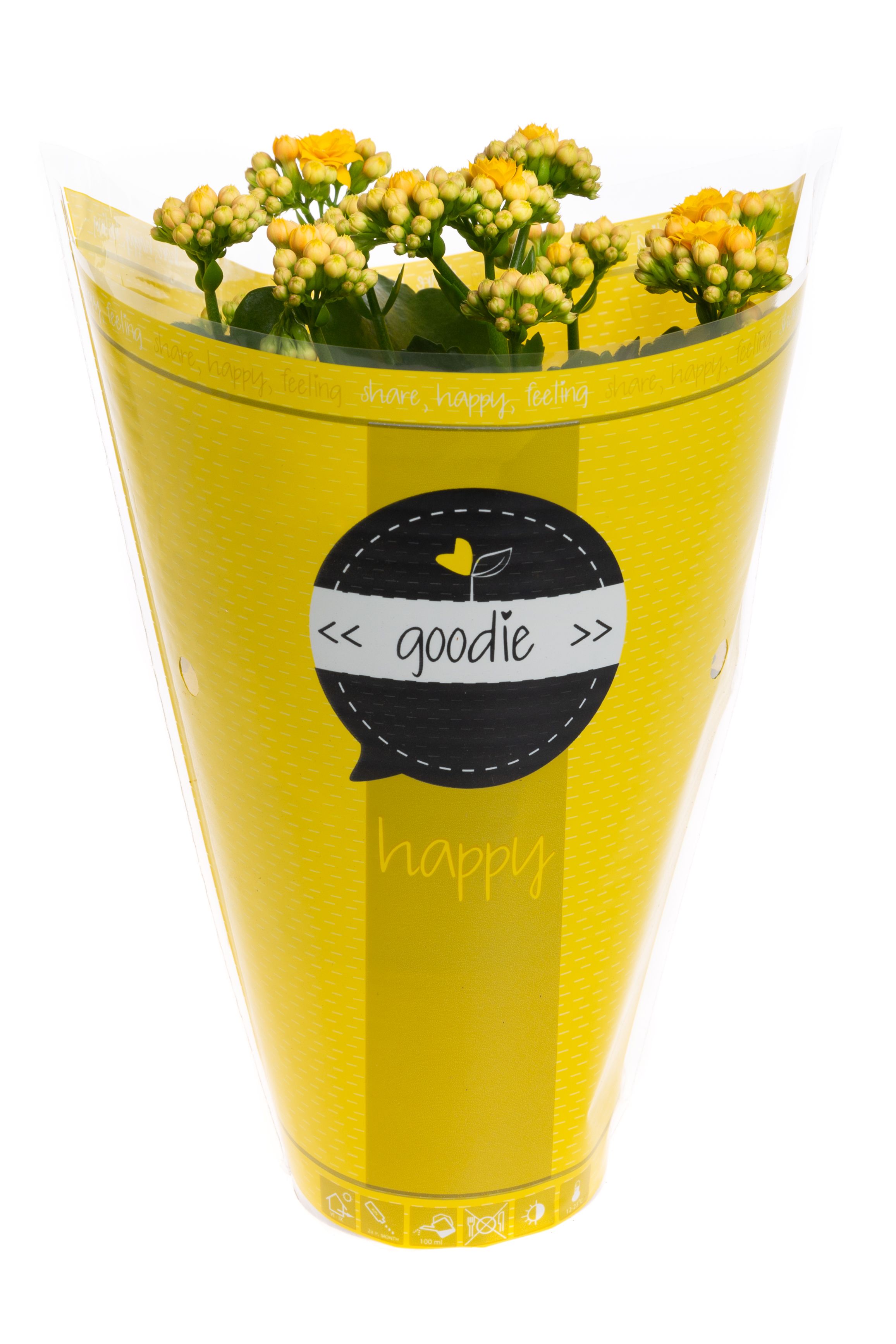 Kalanchoe dbl. Goodie Yellow, D 10,5