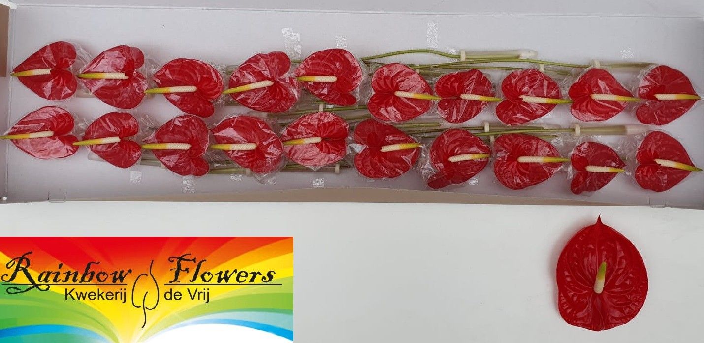 Антуриум Тропикал x20, шт.