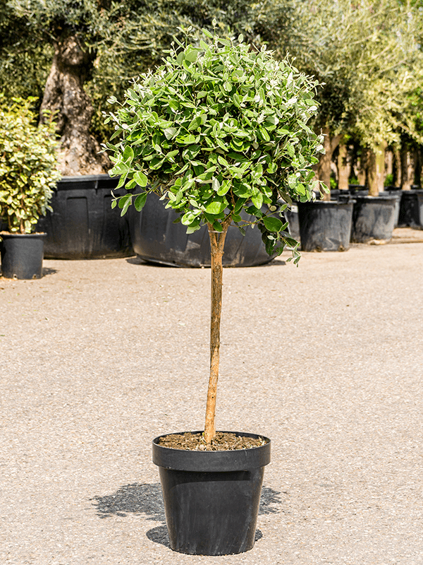 Acca sellowiana, D 40