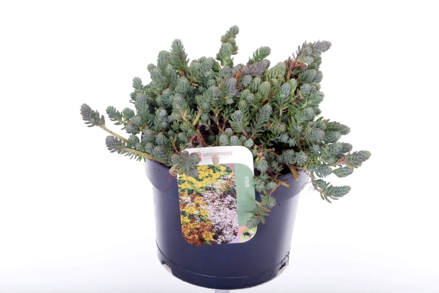 Sedum reflexum, D 17