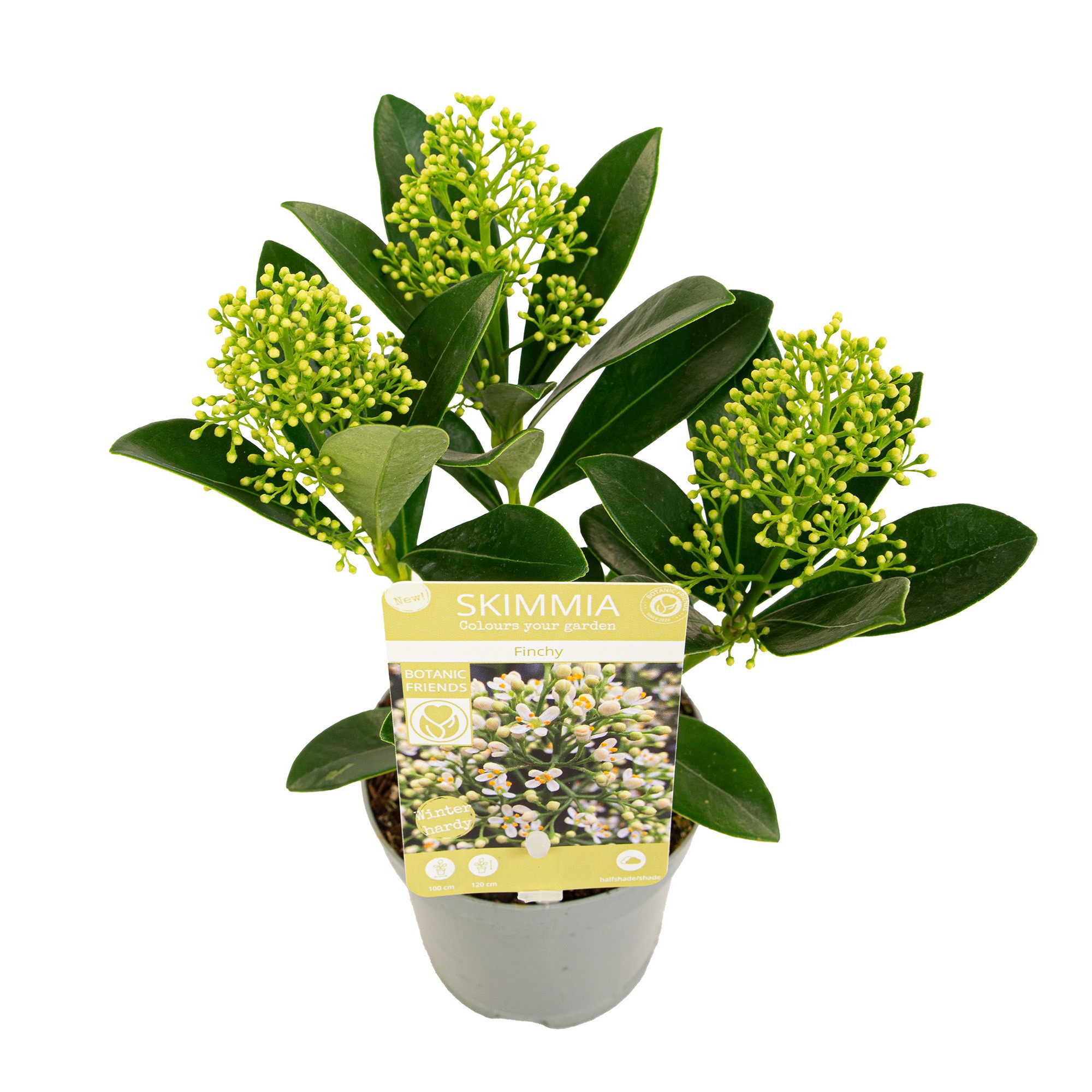 Skimmia japonica 'Finchy' 3+bloem, D 10 cm