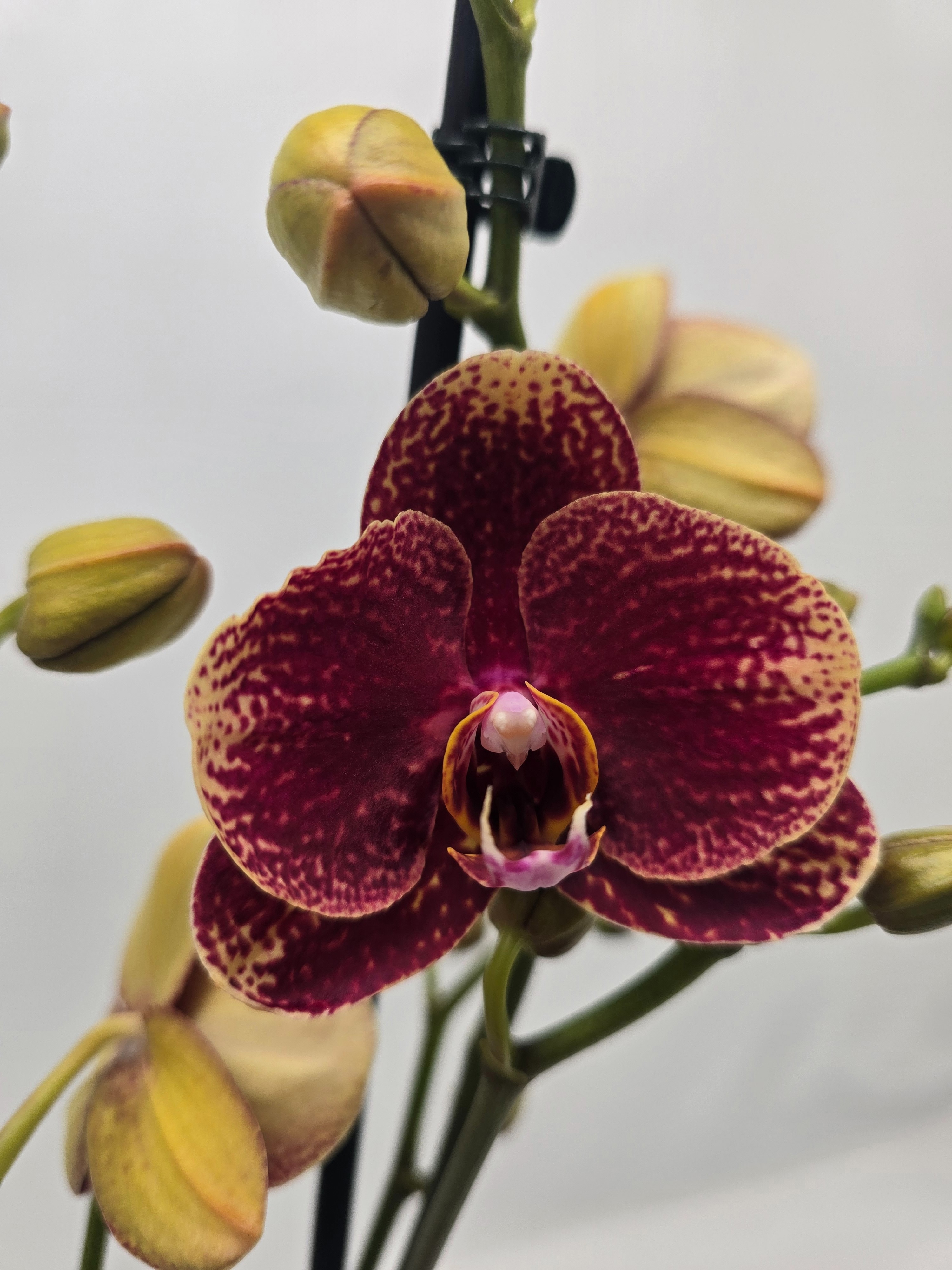 Limited 34 week 5, D 12