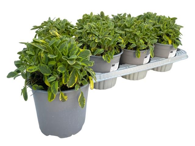 Salvia officinalis Icterina, D 14