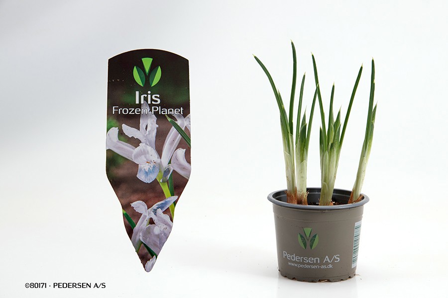 IRIS RETICULATA 'FROZEN’, D 9