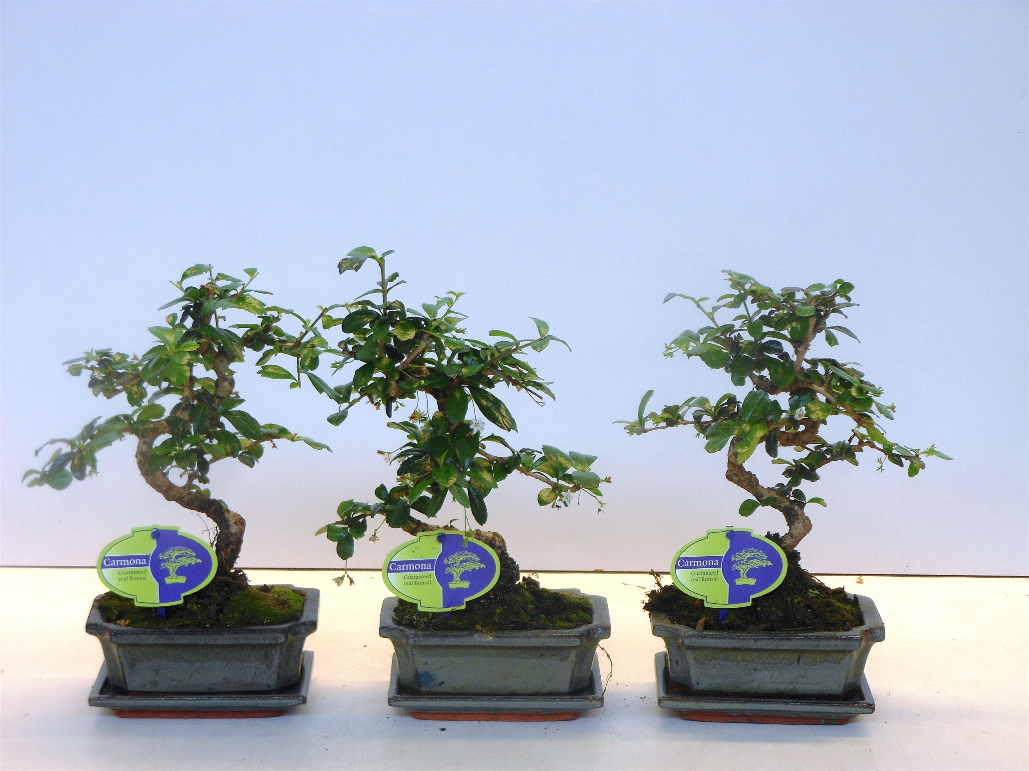 Carmona macrophylla, 15cm., shape, with drip tray, D 15