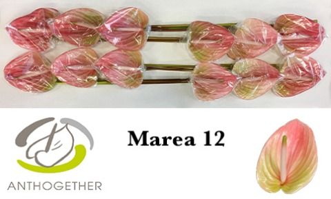Антуриум Мареа x12, шт. Антуриум Мареа x12, шт.