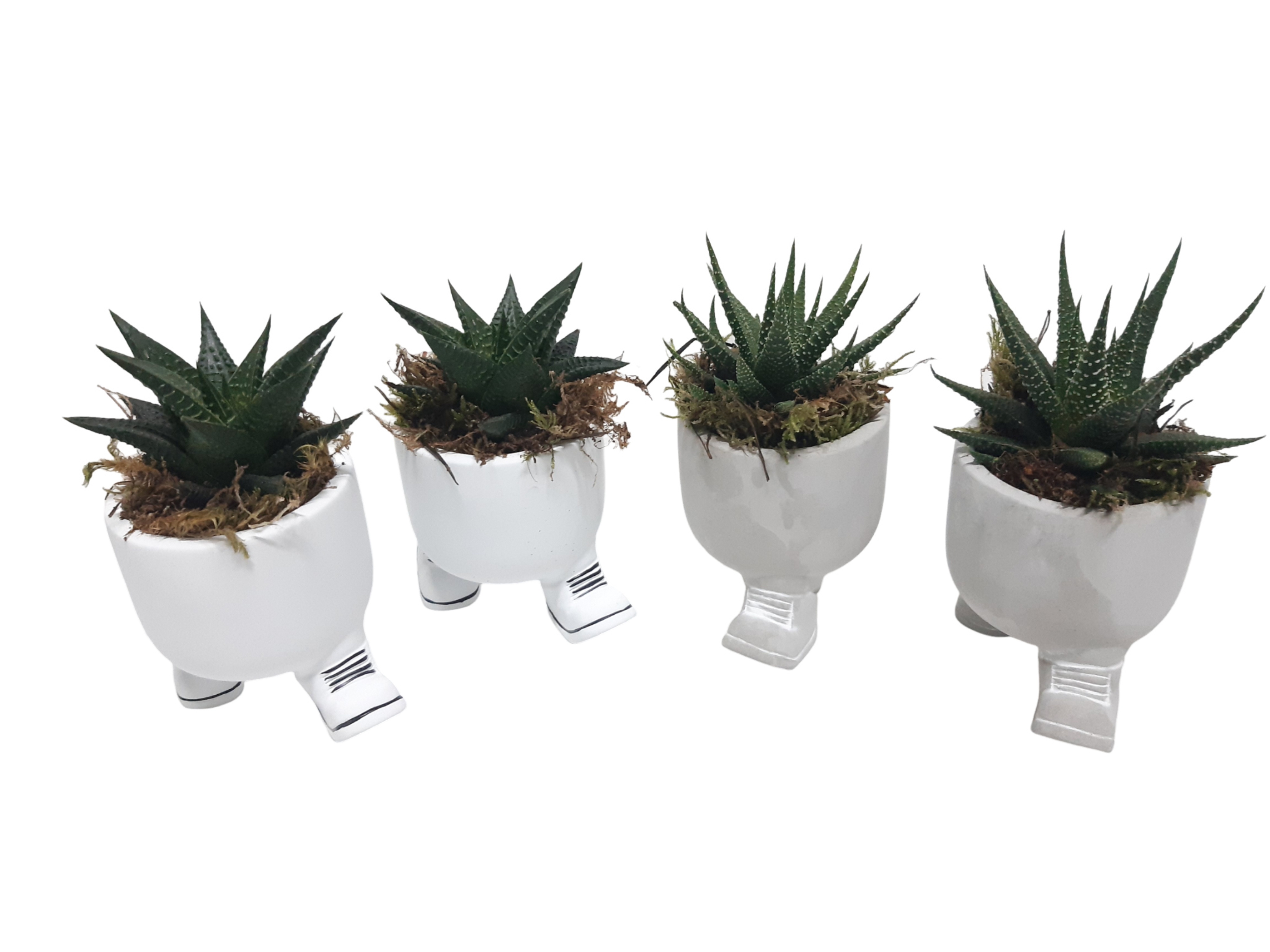 New 2026 CLWP10HBB Chillings Walking Pot 10cm mix, Haworthia, D 10