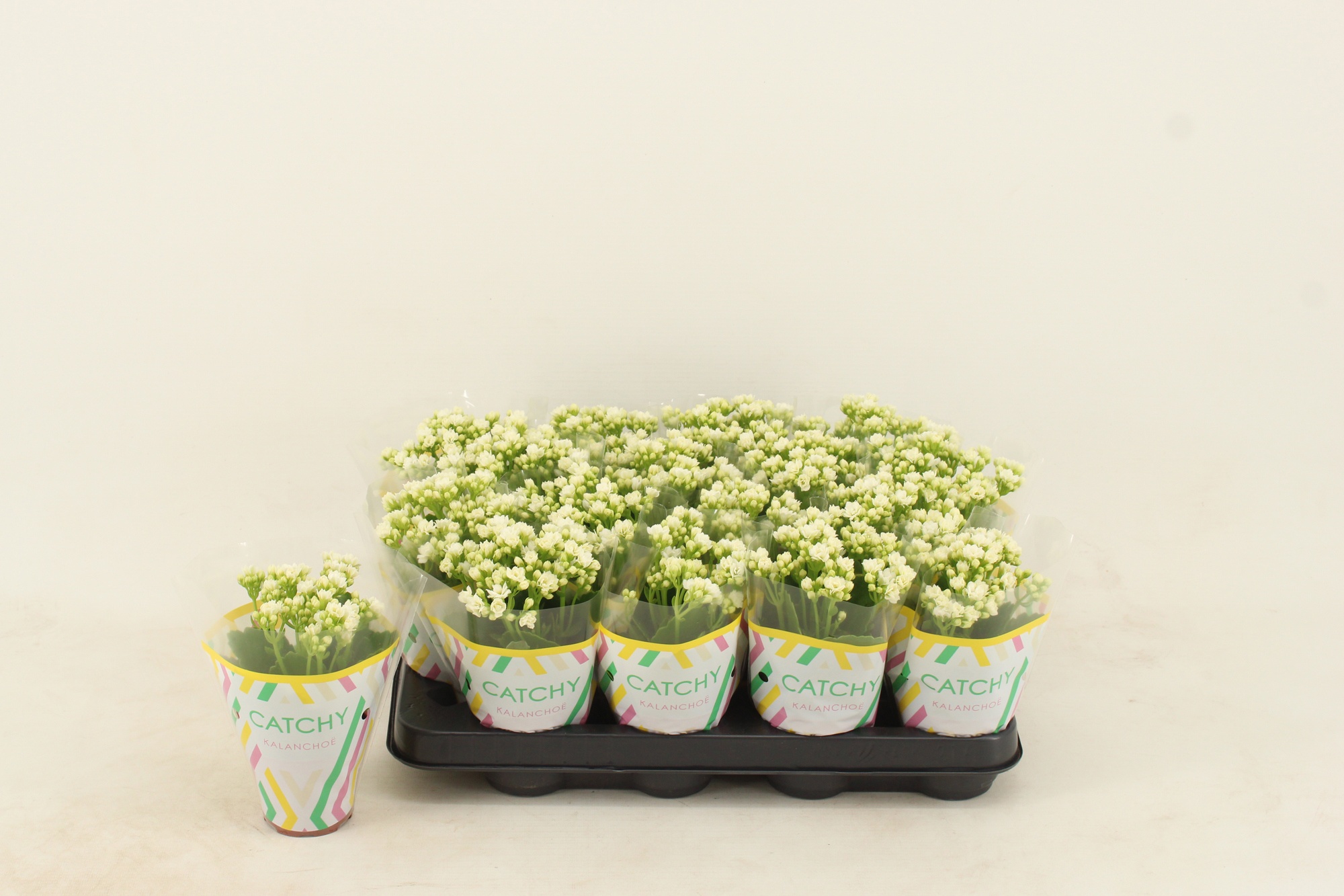 Kalanchoe Double White, D 8