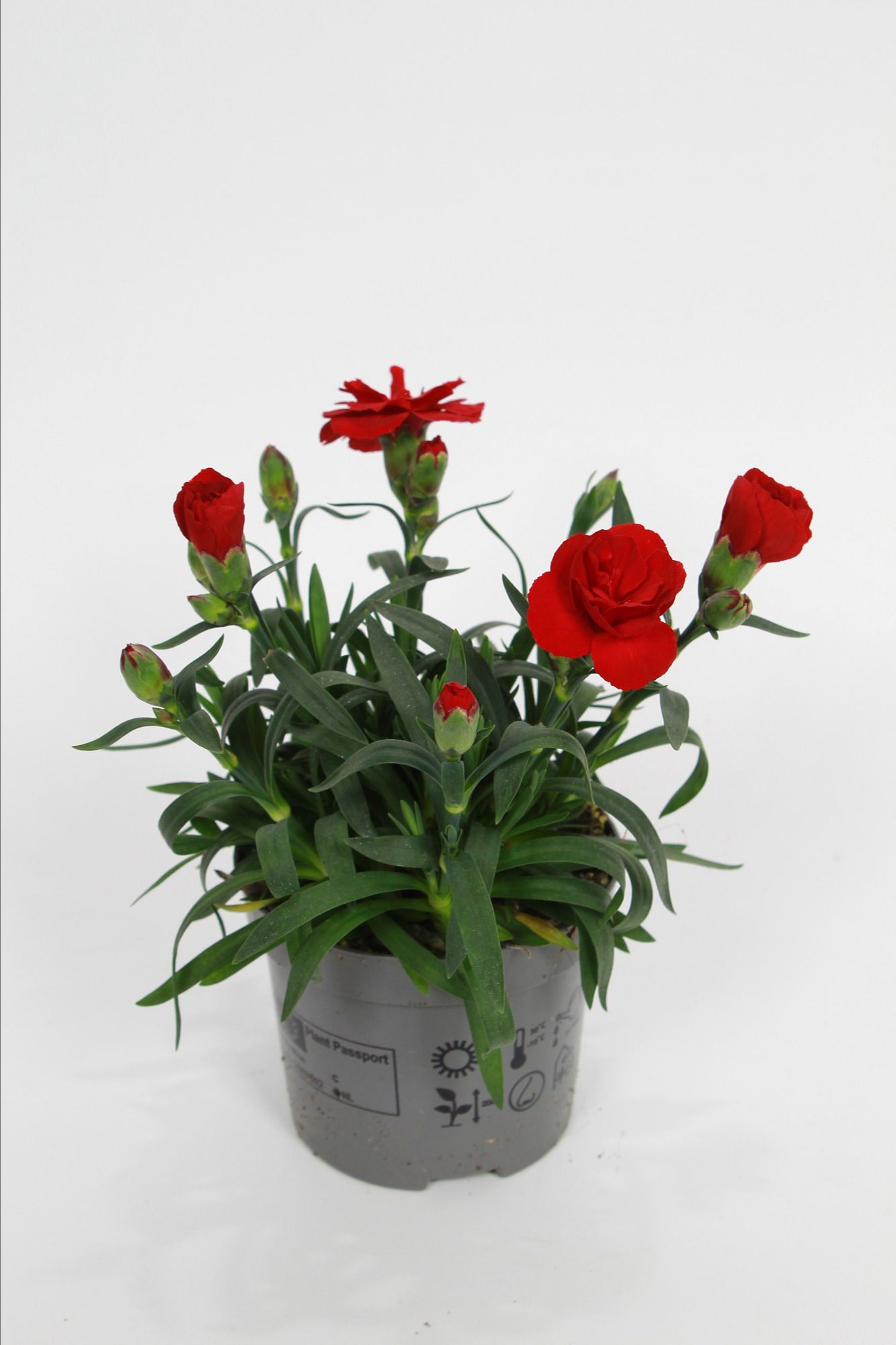Dianthus Oscar dark red p9, D 9