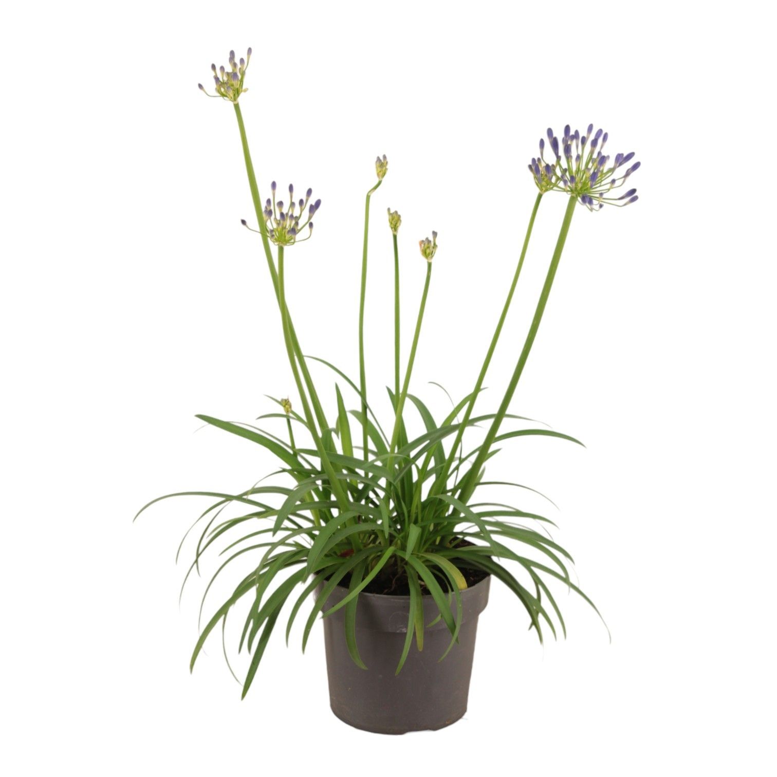 Agapanthus 'Brilliant Blue'p17 (PT), D 17