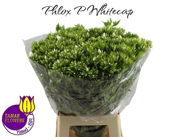 Флокс Вайт Кэп 70 (бел.), шт.