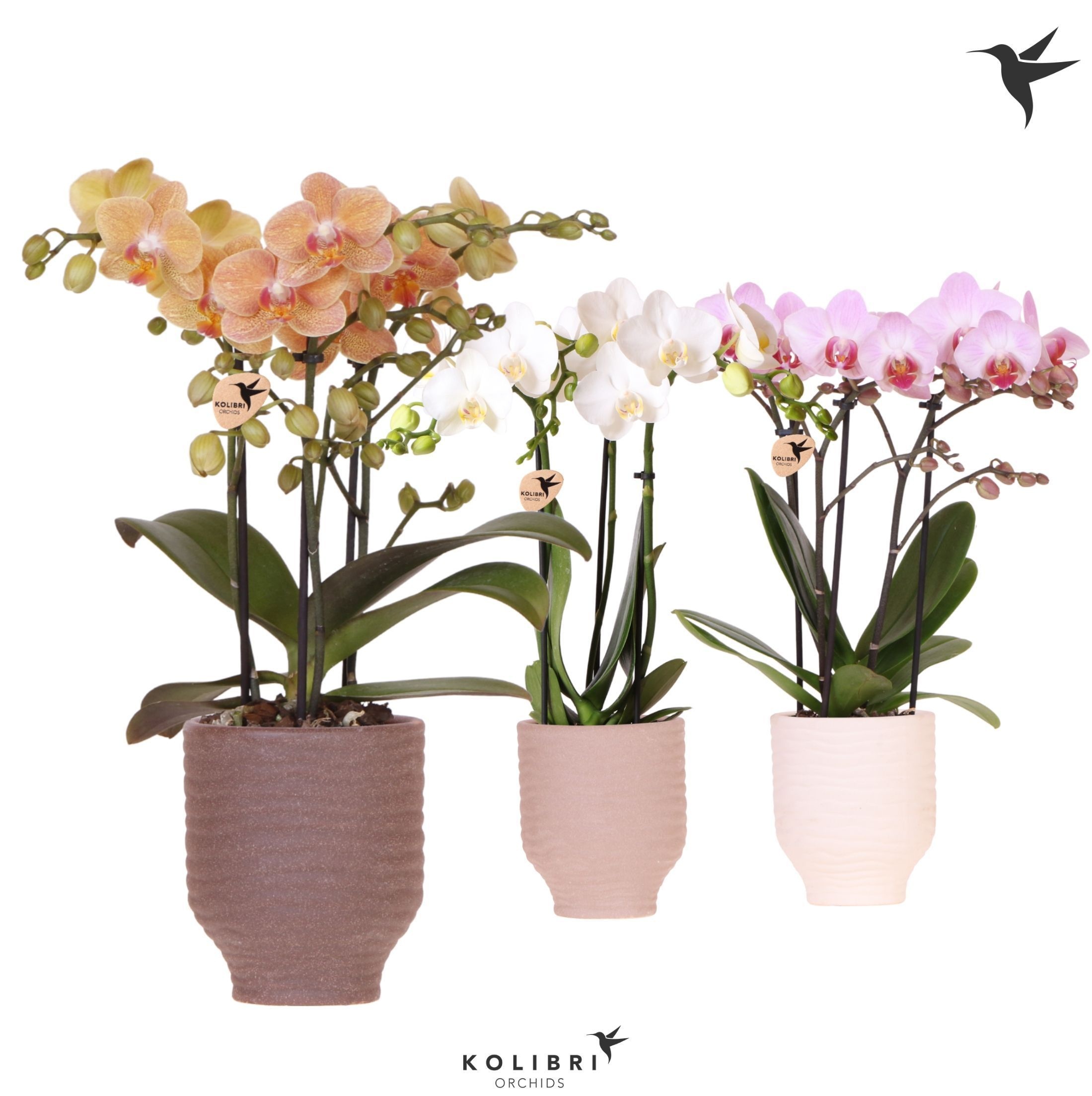 Kolibri Orchids Phalaenopsis mix 3 spike in Beach pot mix, D 9