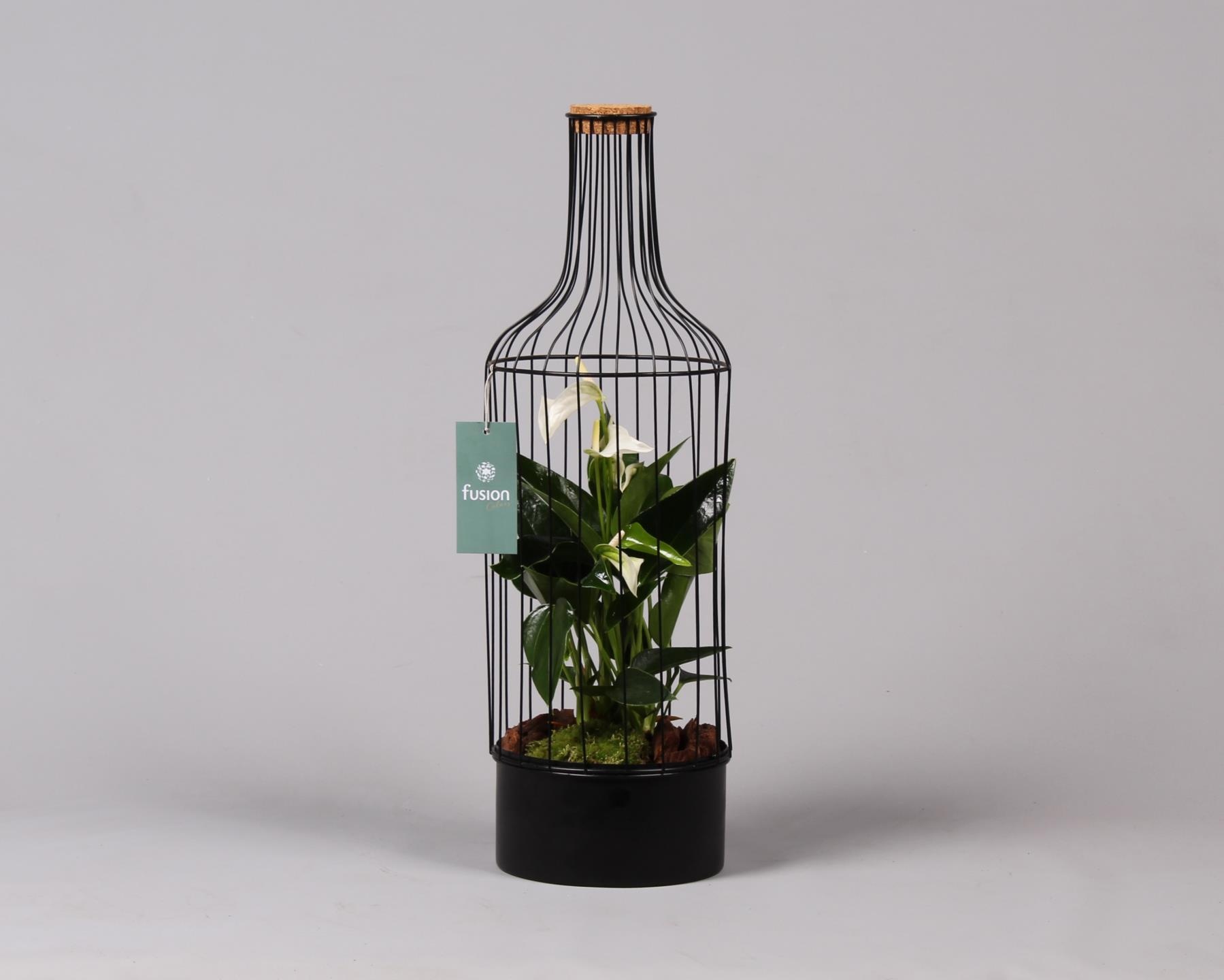 Metaal fles zwart Large met Anthurium, D 17