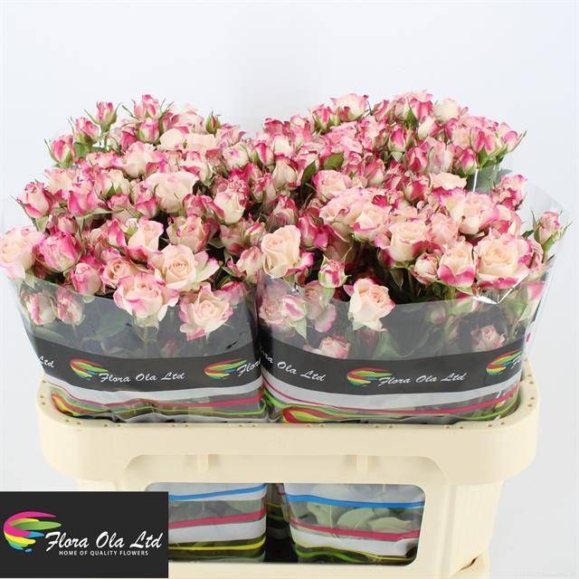 Роза куст. Рефлекс 70, шт.